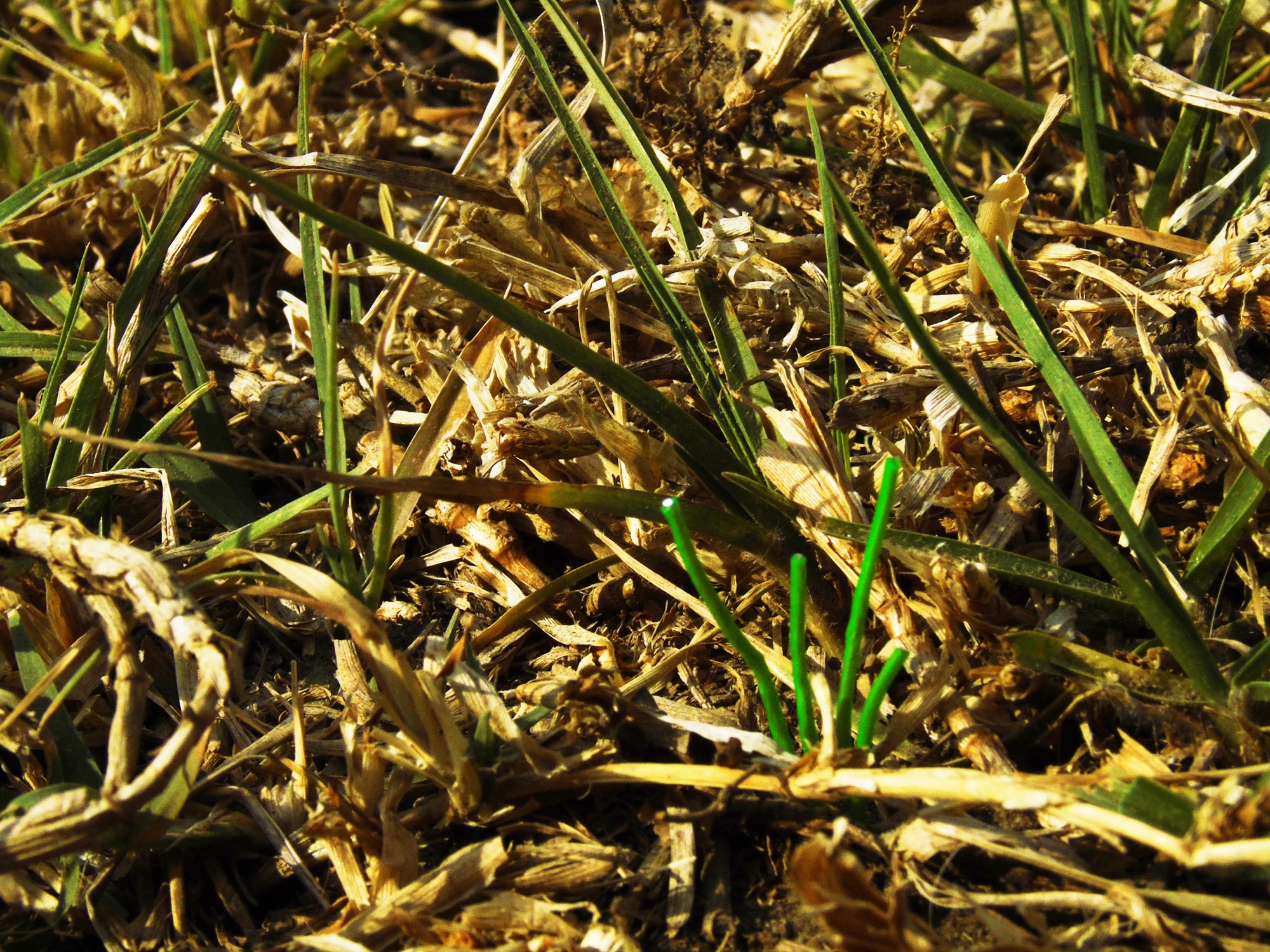 Brotes de alambre verde entre pasto seco