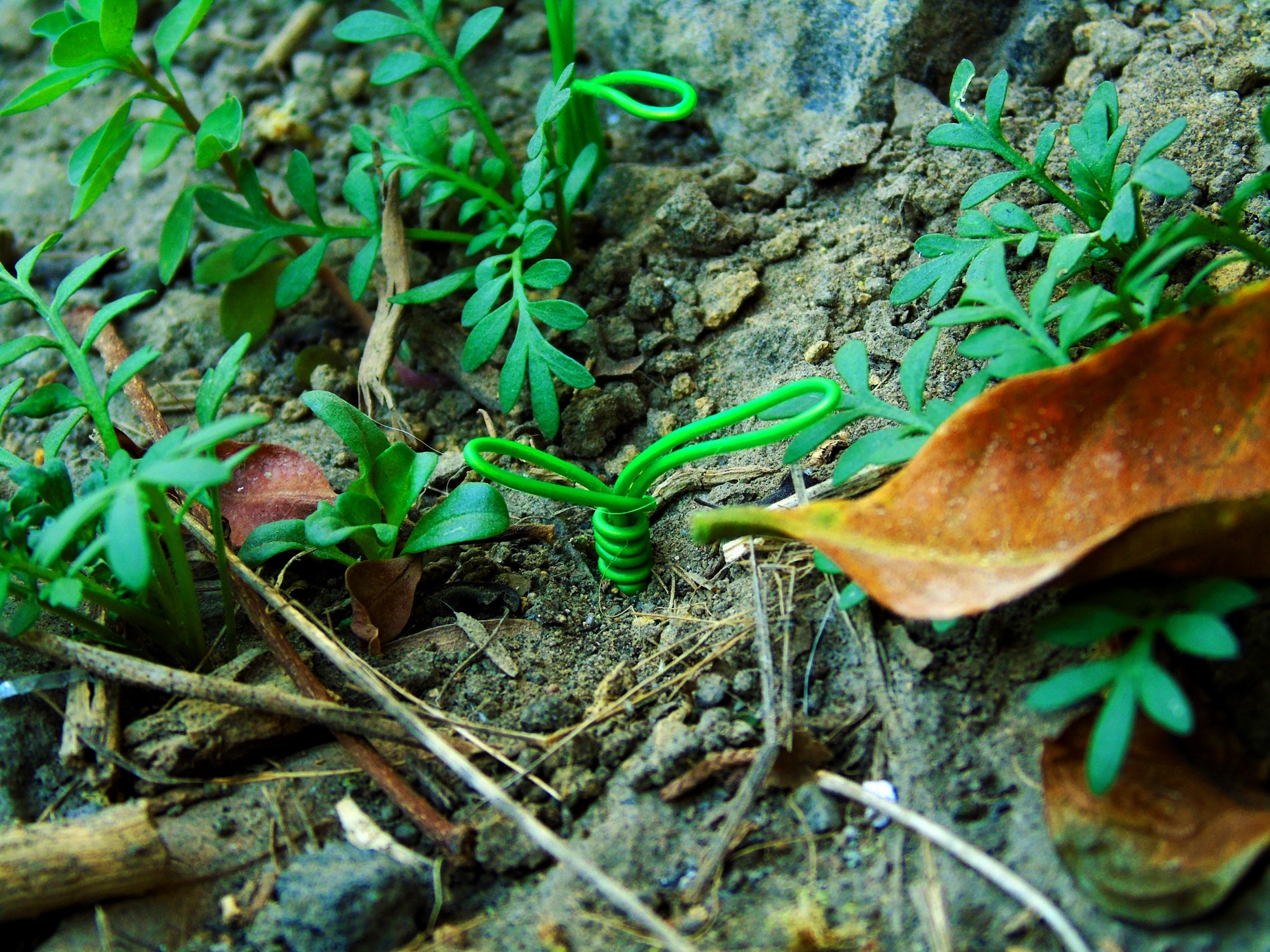 Un brote de alambre verde hecho a mano entre plantas, tierra y una hoja seca